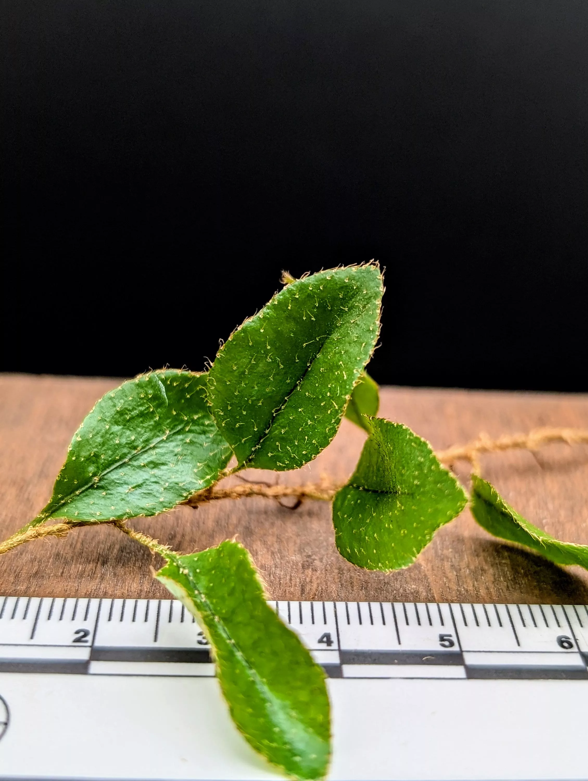 Microgramma species 1 [cutting]