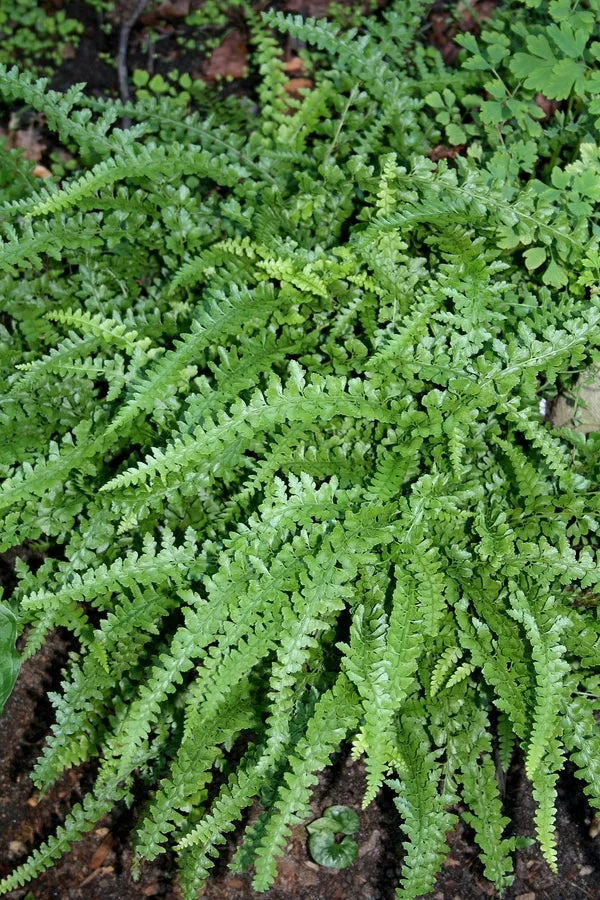 Microlepia strigosa MacFaddeniae