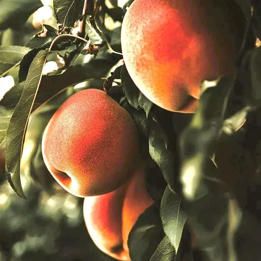 Mid-Pride Peach Tree