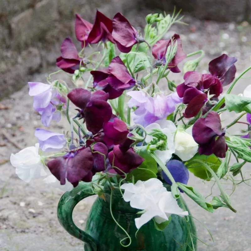‘Midnight’ Sweet Pea Plant