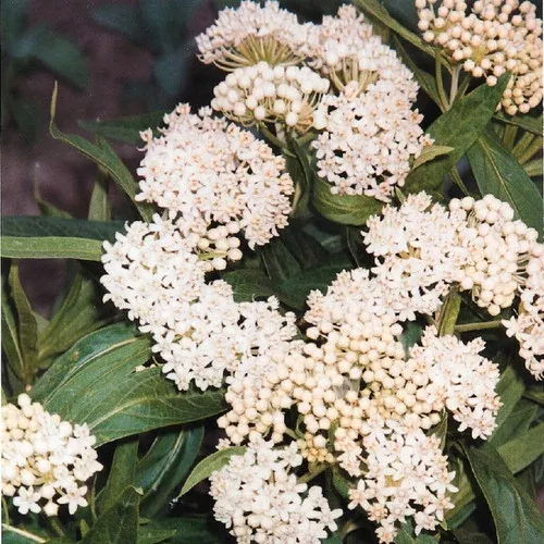 Milkmaid Tropical Milkweed