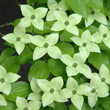 Milky Way Flowering Dogwood Tree
