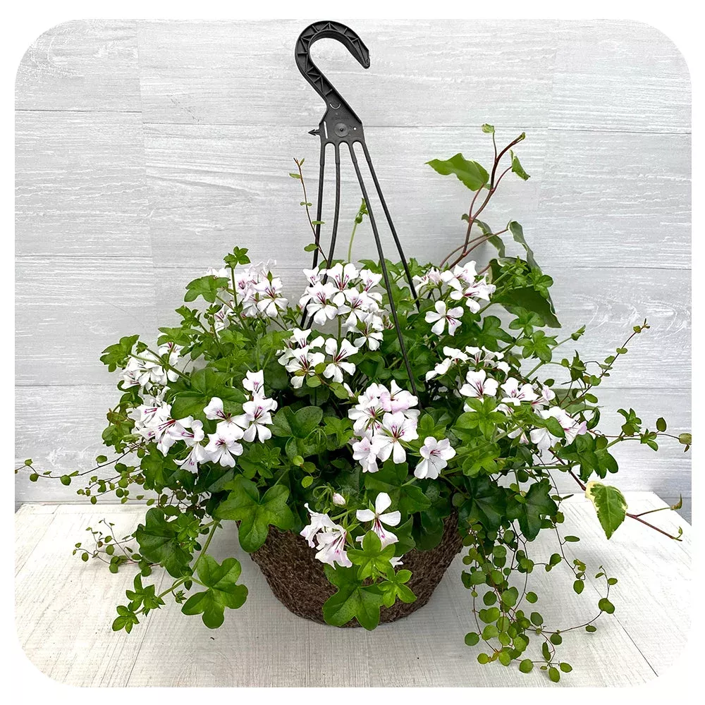 Mini Cascade Ivy Geranium Hanging Basket 12″ – White