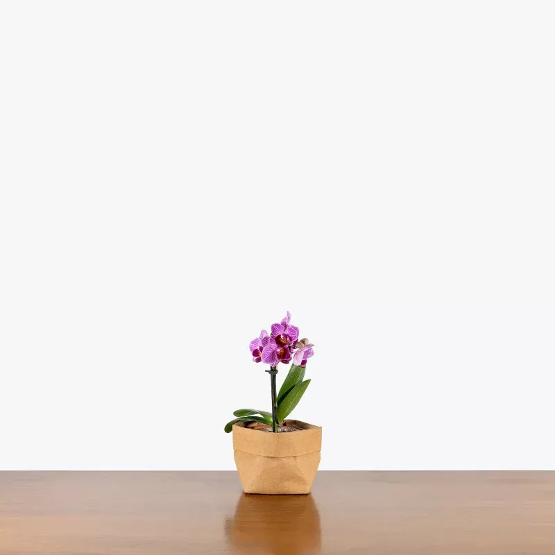 Mini Phalaenopsis Orchid