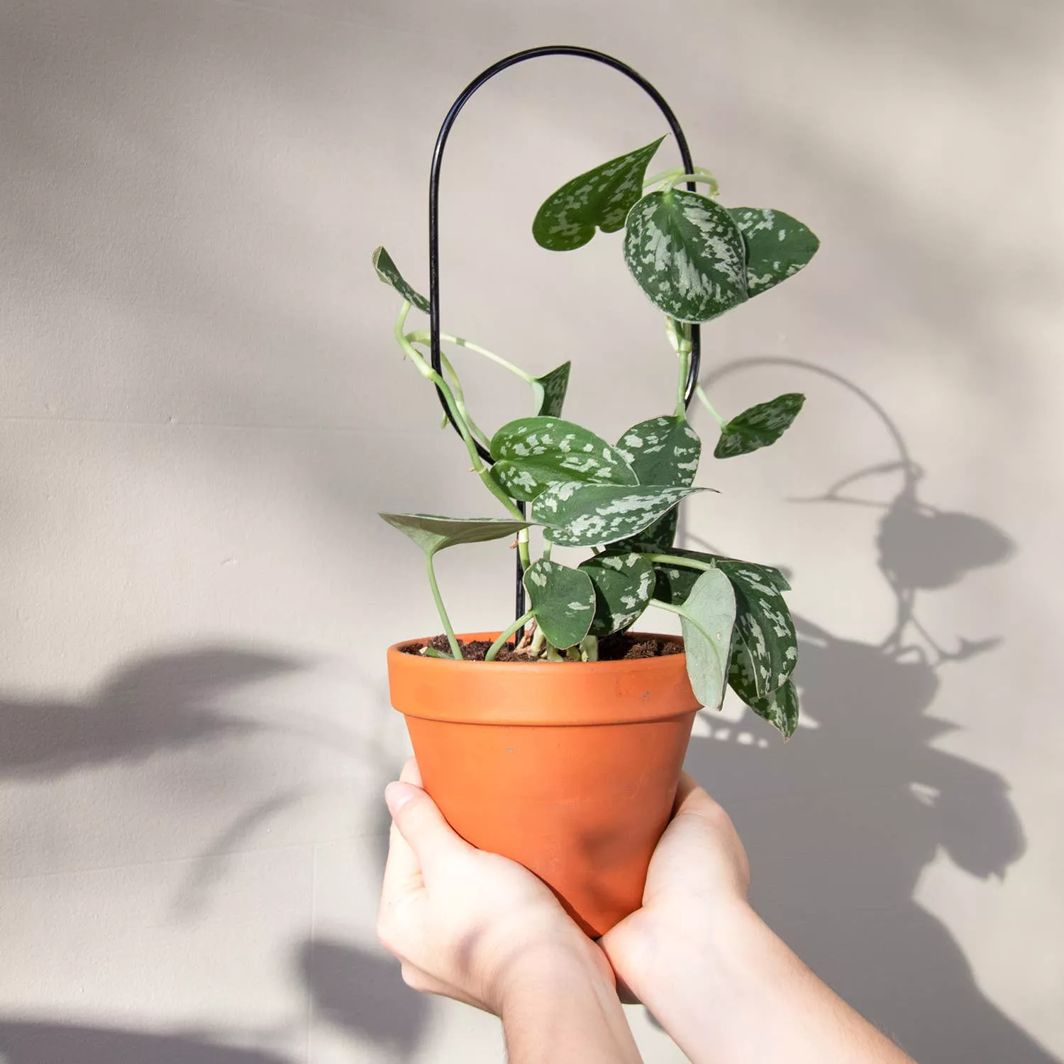 Mini Plant Stake - Hoop - Black