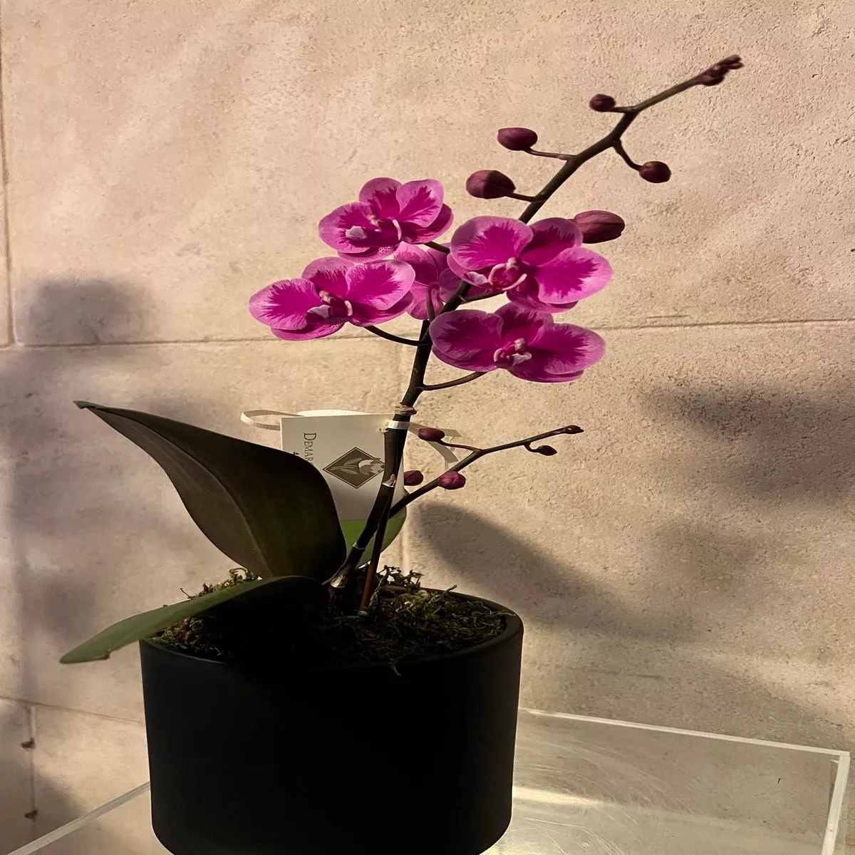 Miniature two tone purple orchid
