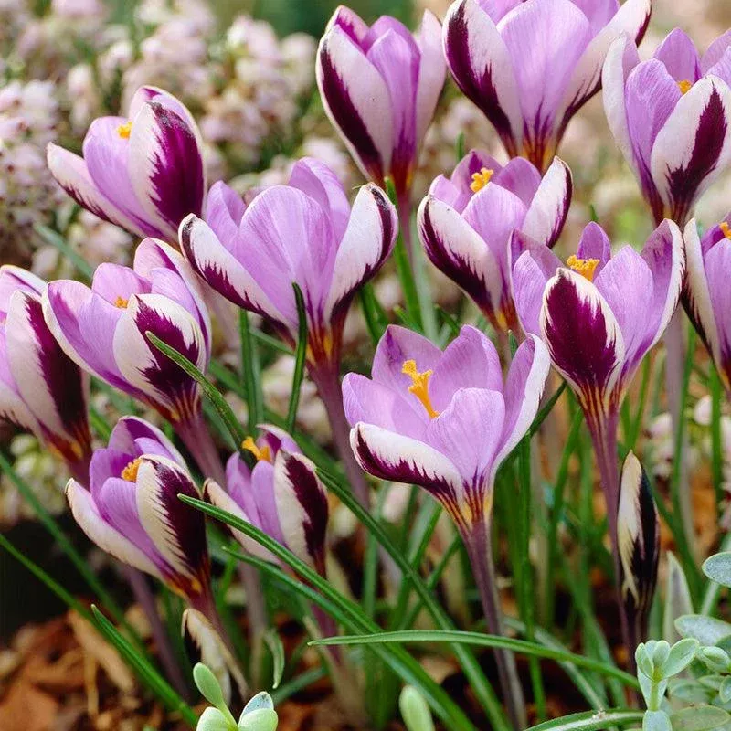 Minimus Crocus Bulbs (Pack of 10)