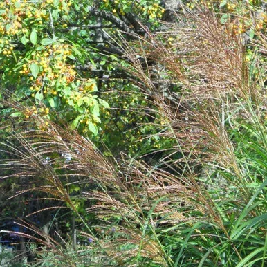 Miscanthus s. ‘Gracillimus’