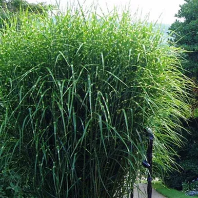 Miscanthus s. ‘Zebrinus’