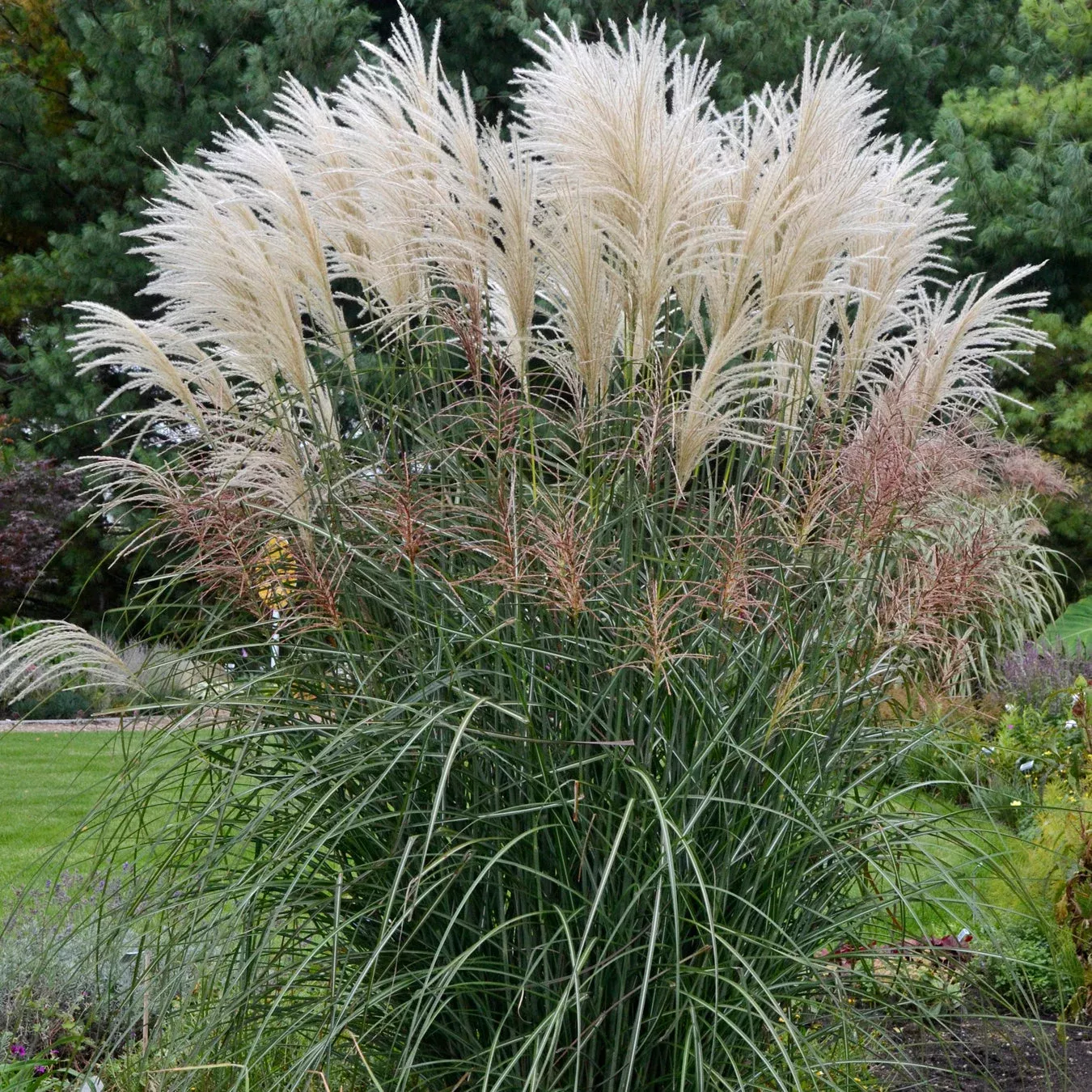 Miscanthus sinensis ‘Encore’