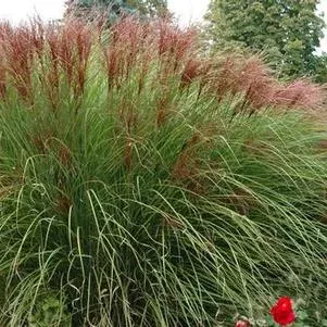 Miscanthus sinensis ‘Gracillimus’ (Maiden Grass)