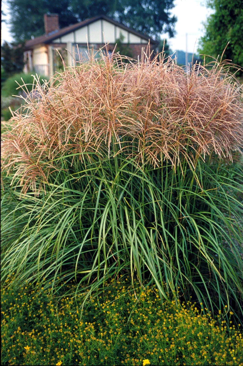 Miscanthus sinensis’Huron Sunrise’