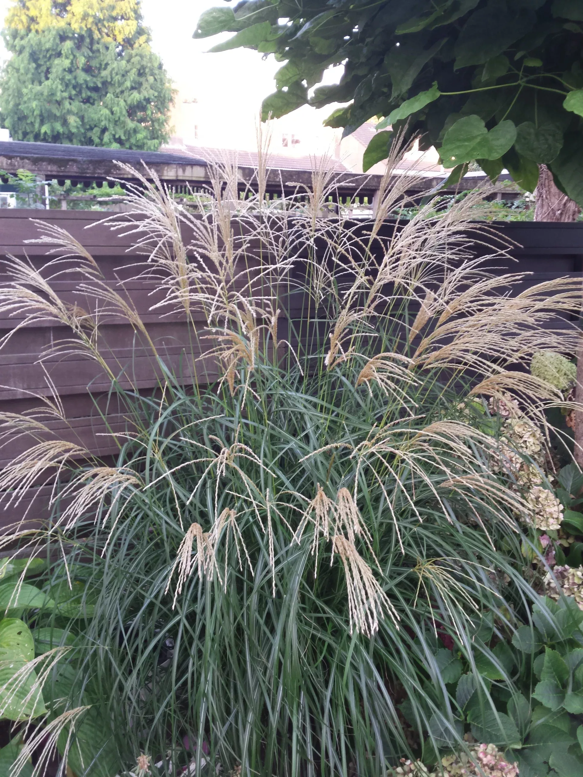 Miscanthus sinensis ‘Silberfeder (Silver Feather Grass)