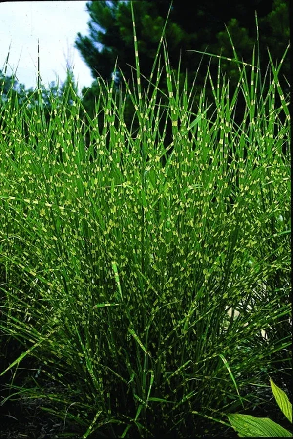 Miscanthus Sinensis `Strictus`