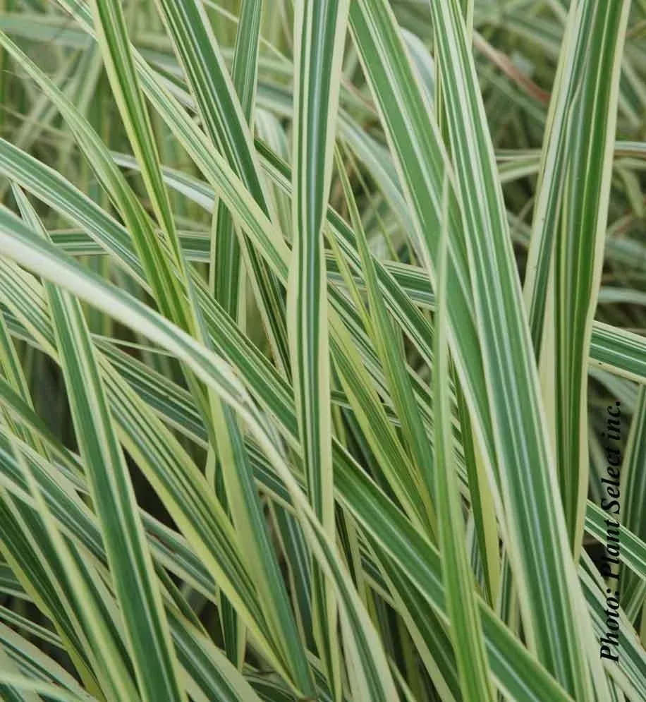 Miscanthus ‘Variegatus’