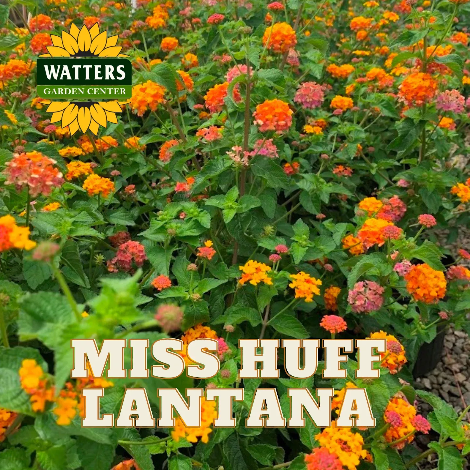 MISS HUFF LANTANA 1gal