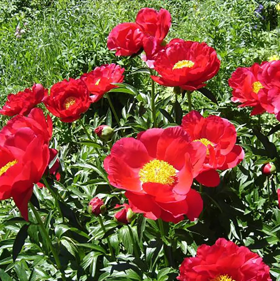 Miss Mary Peony