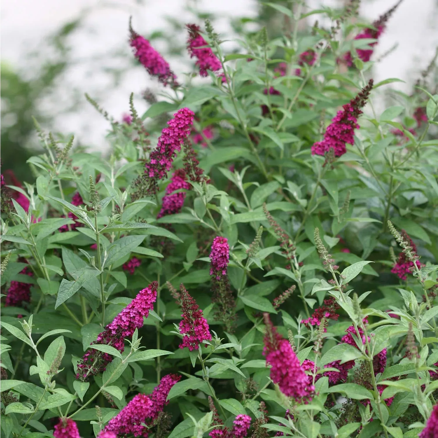 ‘Miss Molly’ Butterfly Bush (Buddleia)