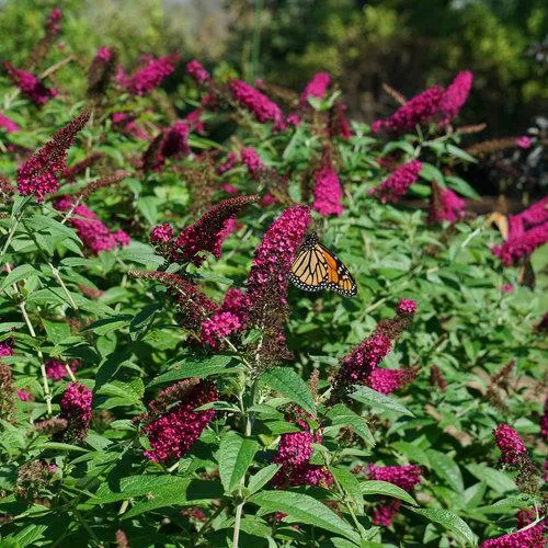 Miss Molly' Butterfly Bush