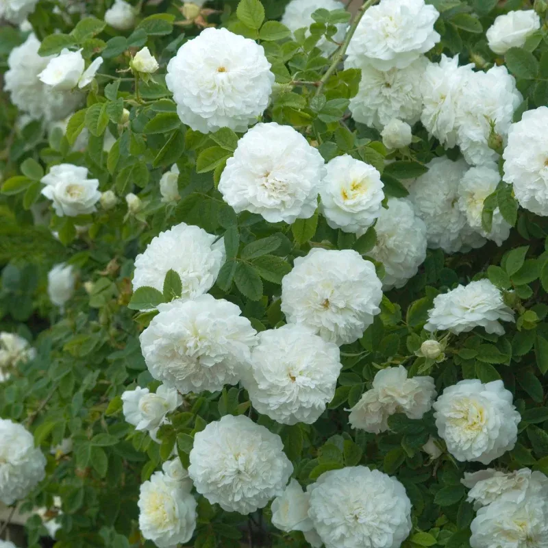 Mme. Legras de St. Germain