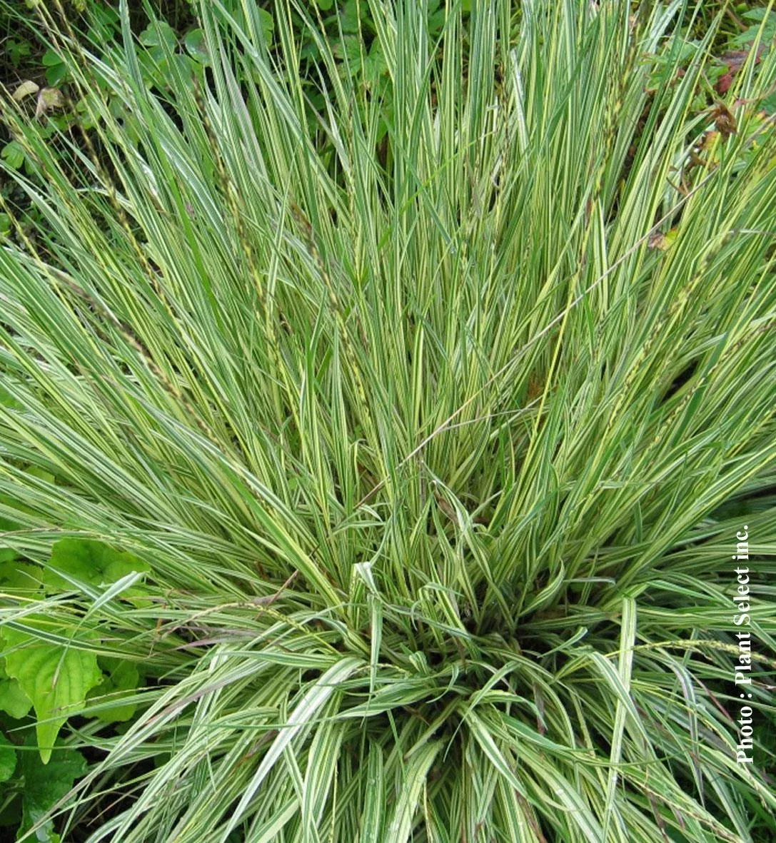 Molinia ‘Variegata’