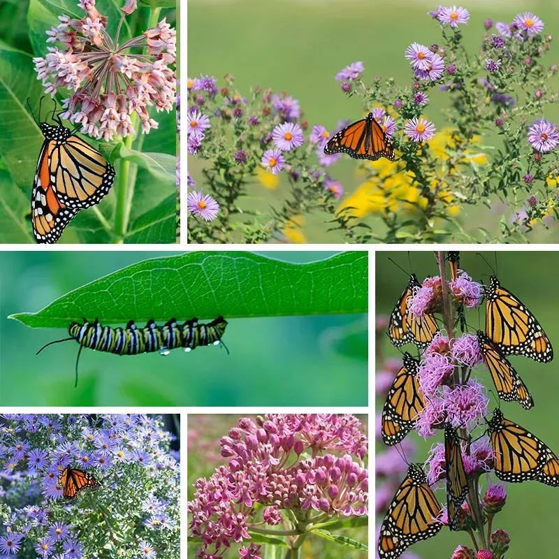 Monarch Magic Collection