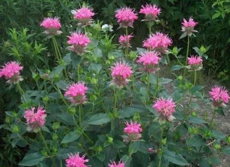 Monarda Didyma Marshall’s Delight – 4.5″