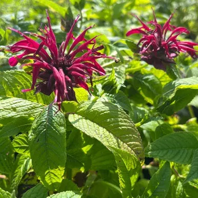 Monarda ‘Mahogany’
