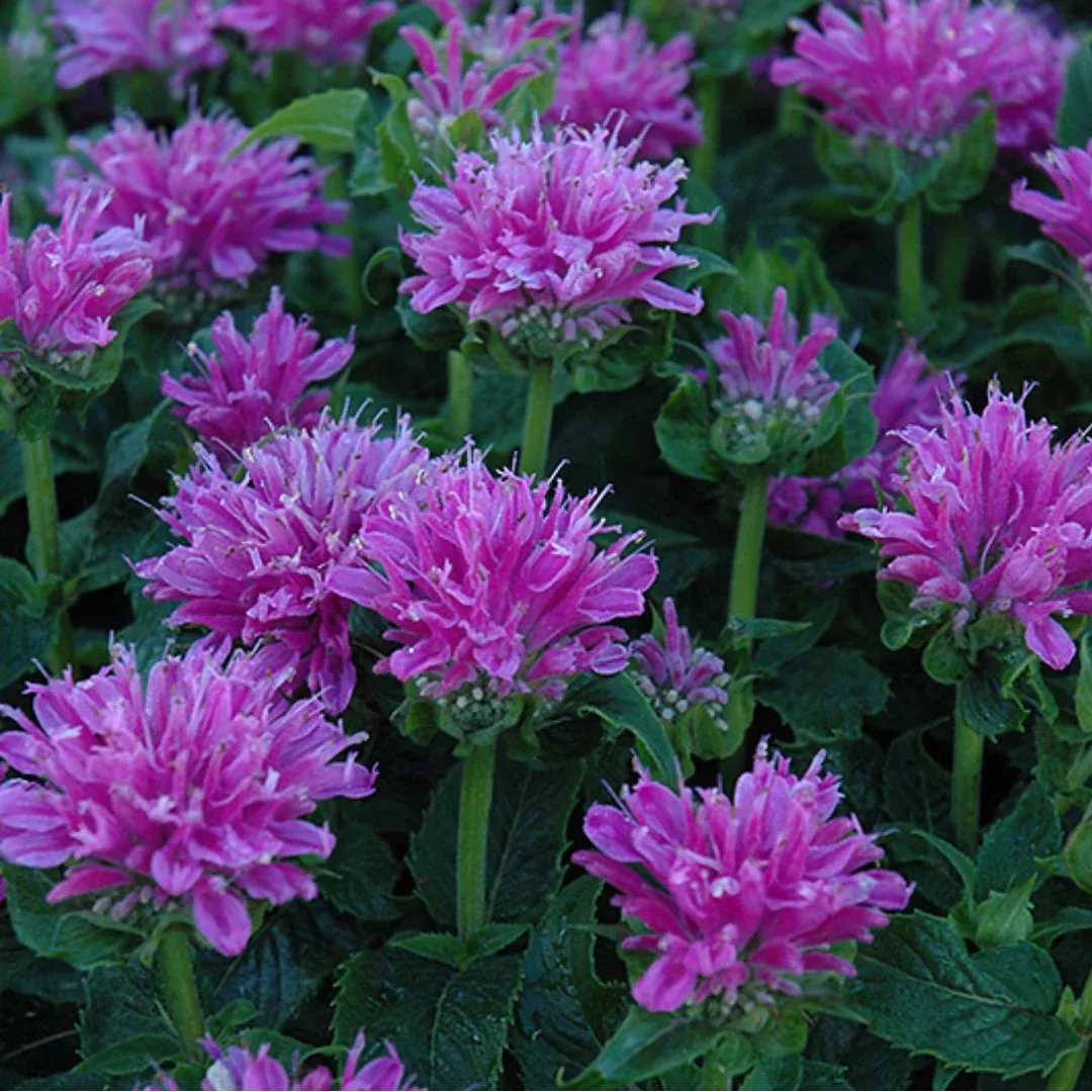 Monarda ‘Petite Delight’