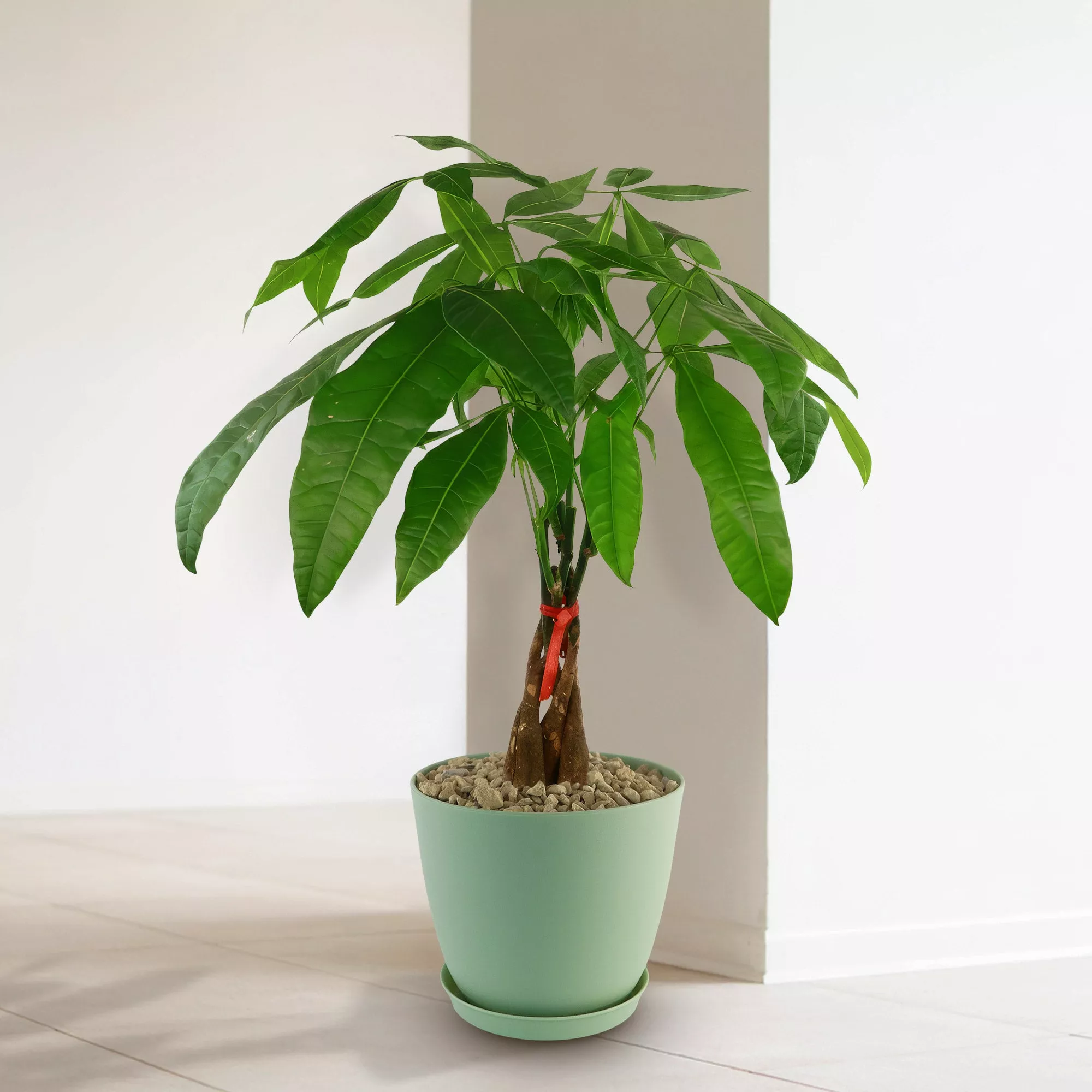 Money Tree Plants Pachira aquatica
