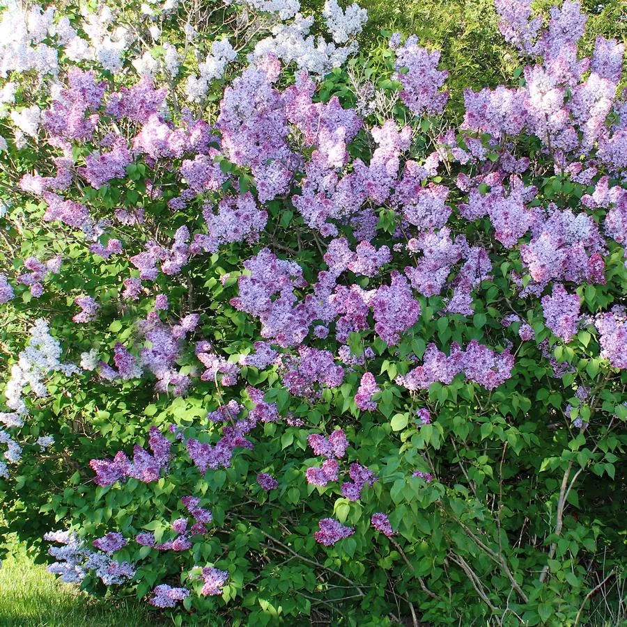Monge Lilac