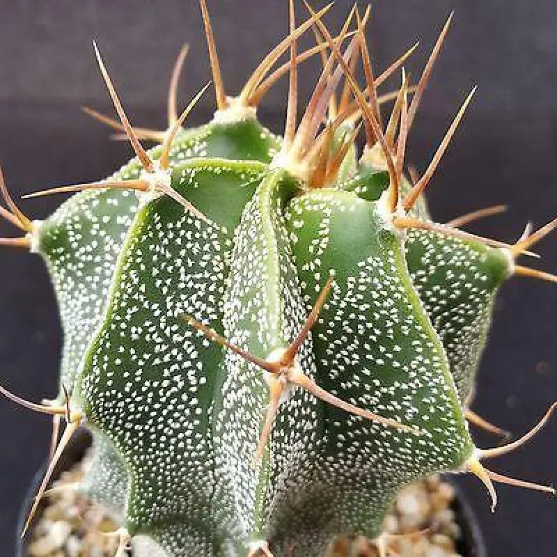 Monk's Hood - Astrophytum ornatum
