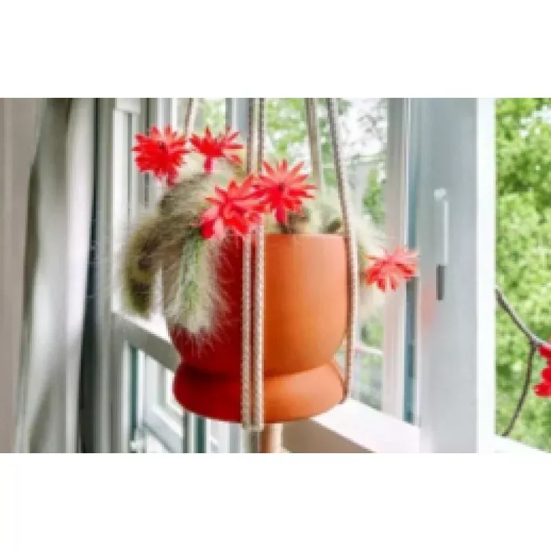 Monkey Tail Cactus Cutting 8 Inch End Cutting Succulent Plant for Propagation