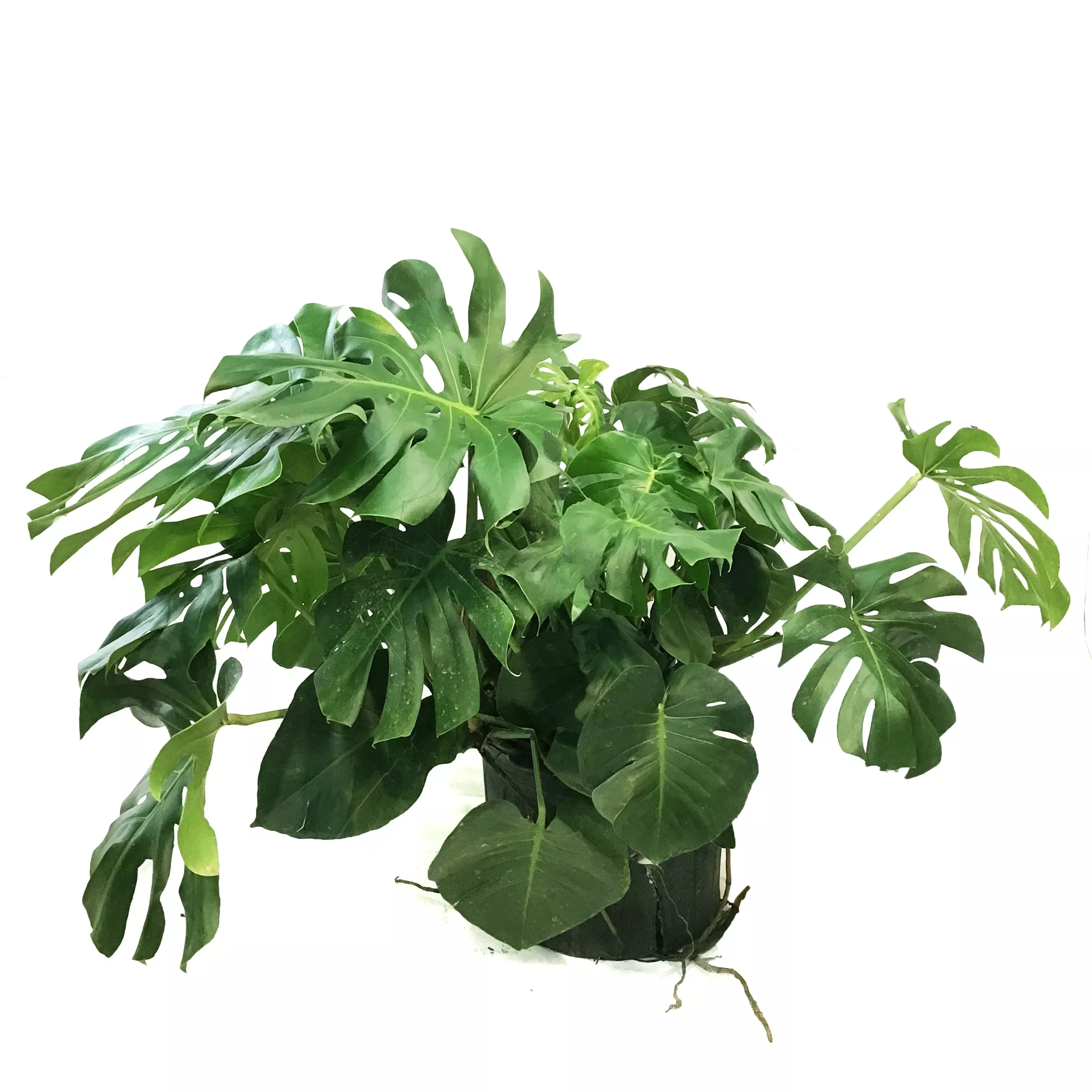 Monstera, 14n, Deliciosa