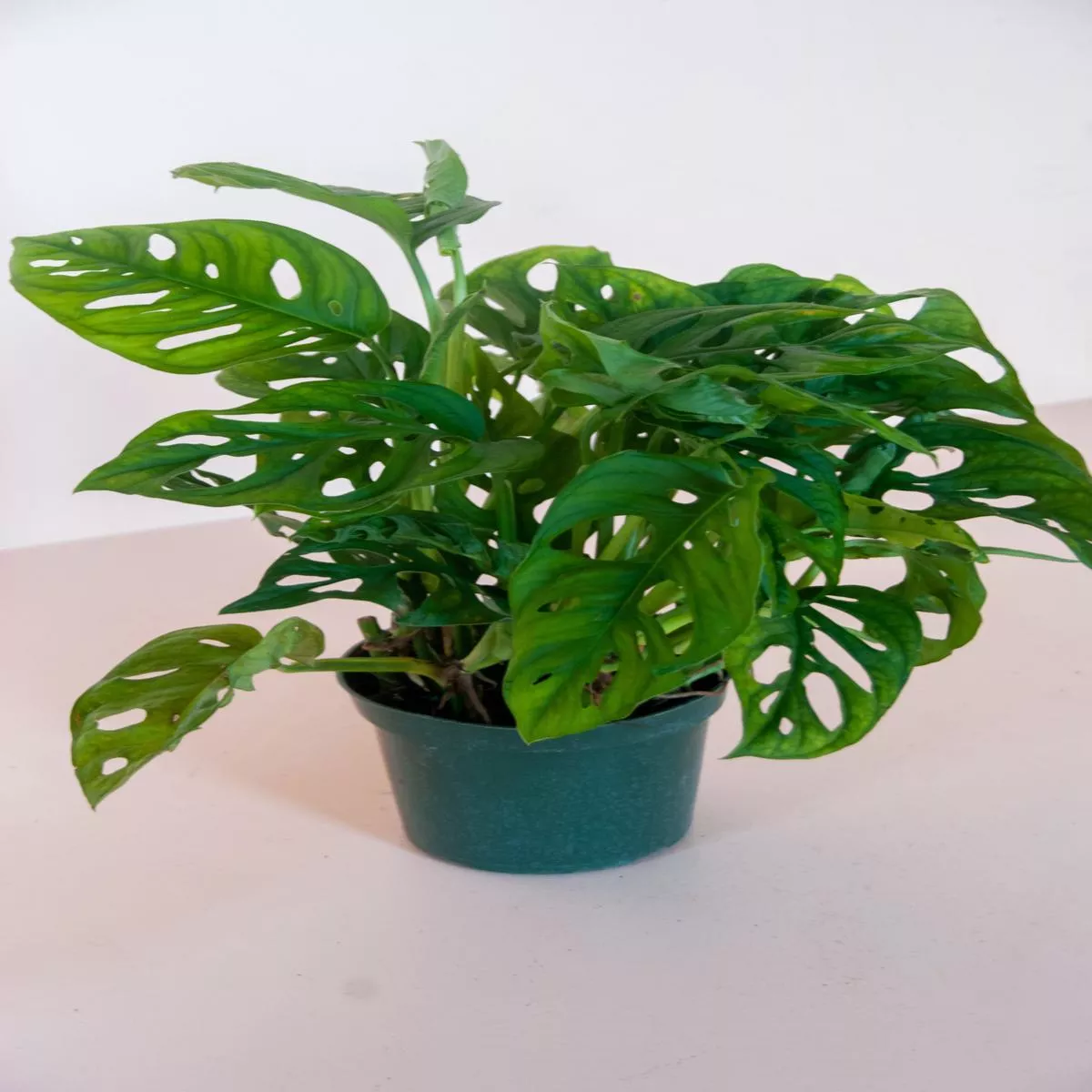 Monstera adansonii – 6″