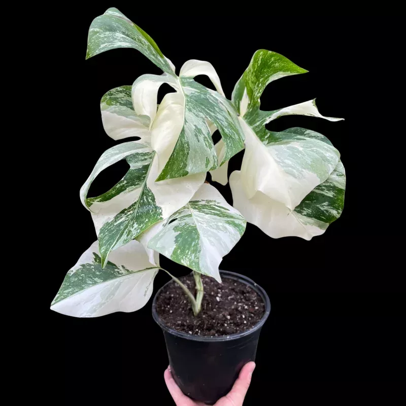 Monstera 'Albo Borsigiana Variegated'
