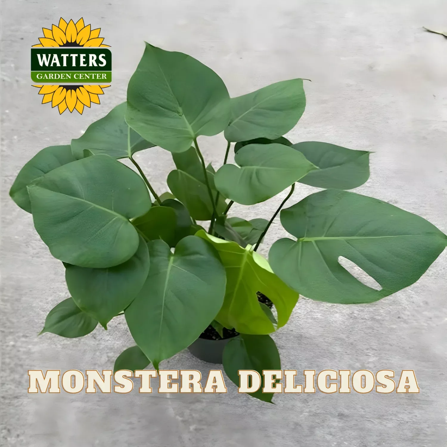 MONSTERA DELICIOSA 6in