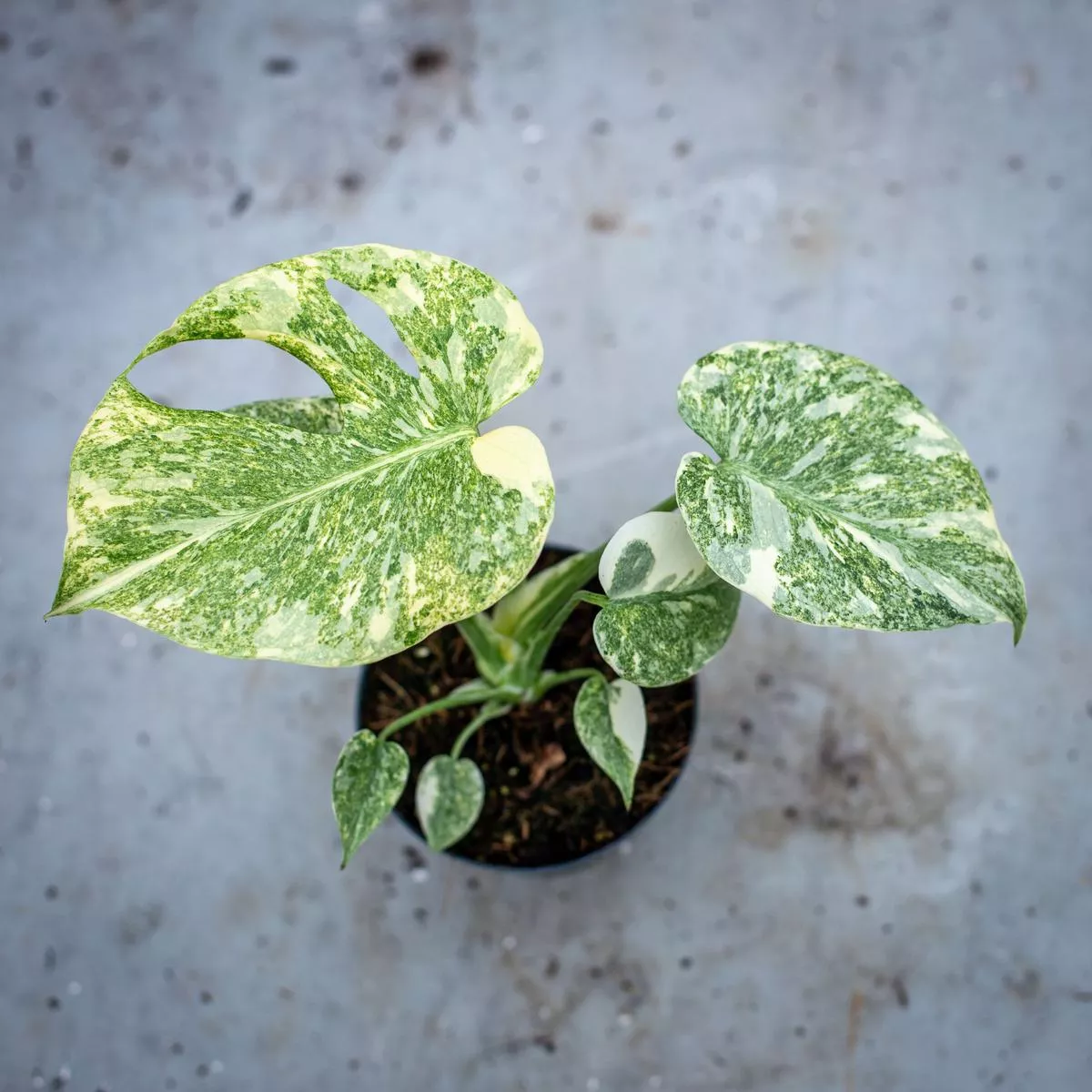Monstera deliciosa ‘Mint’