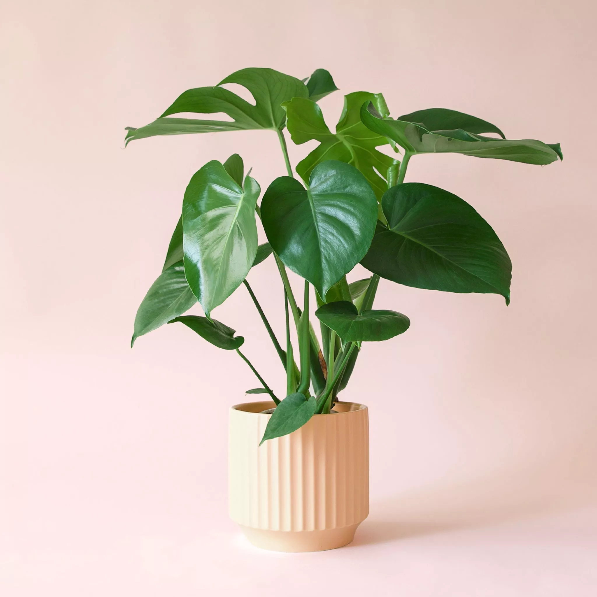 Monstera | Deliciosa