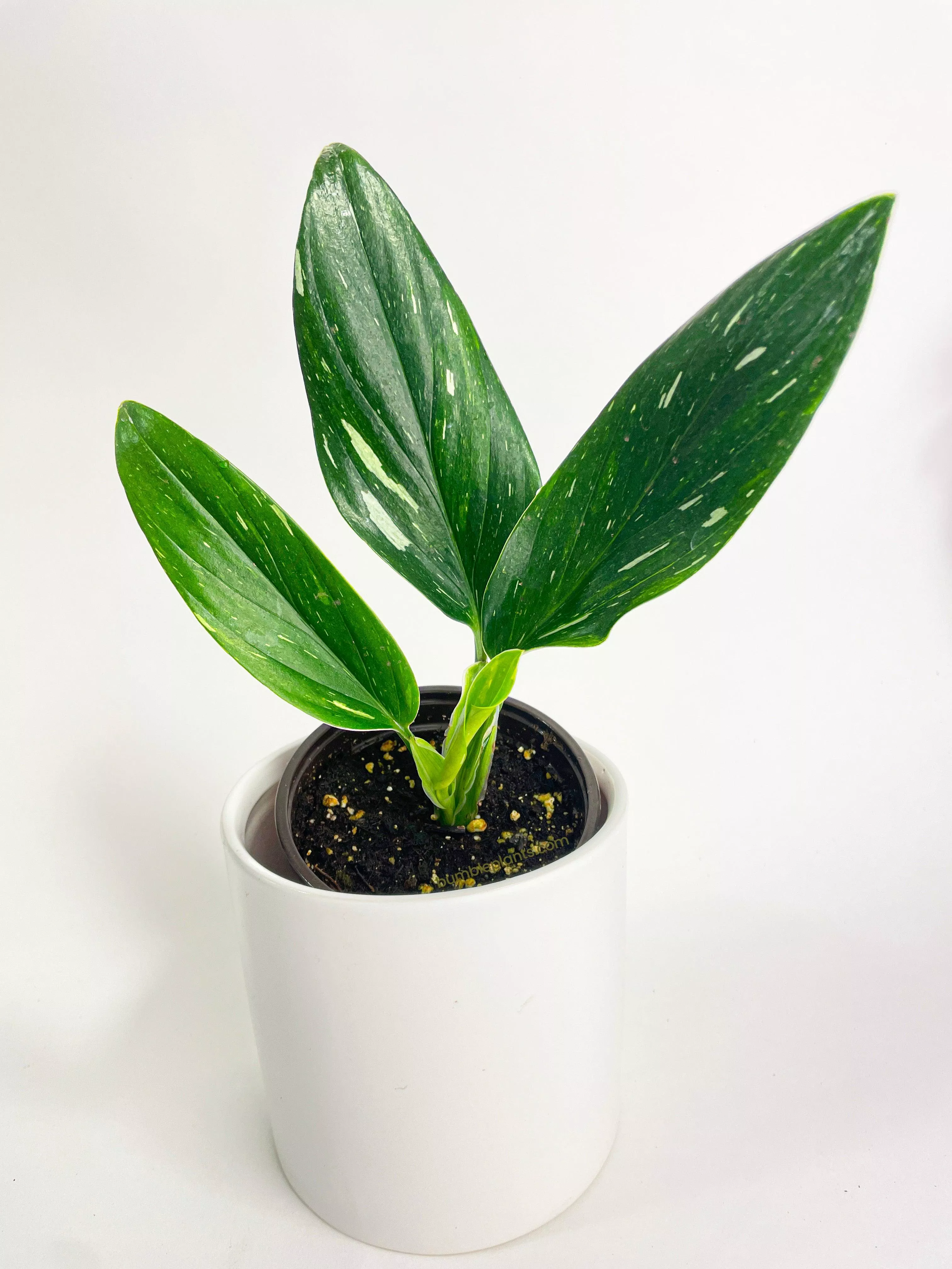 Monstera Standleyana 'Albo Variegata'