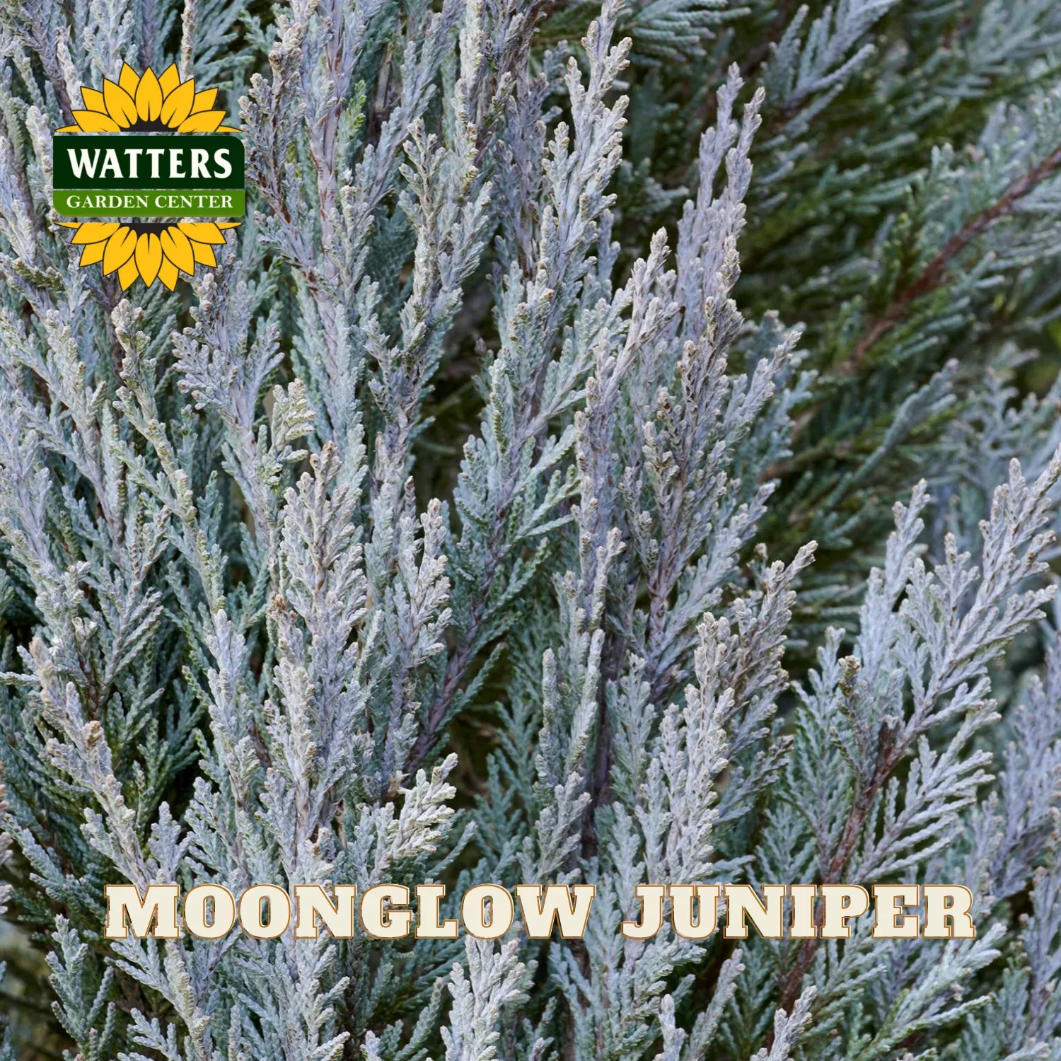 MOONGLOW JUNIPER TREE 10gal