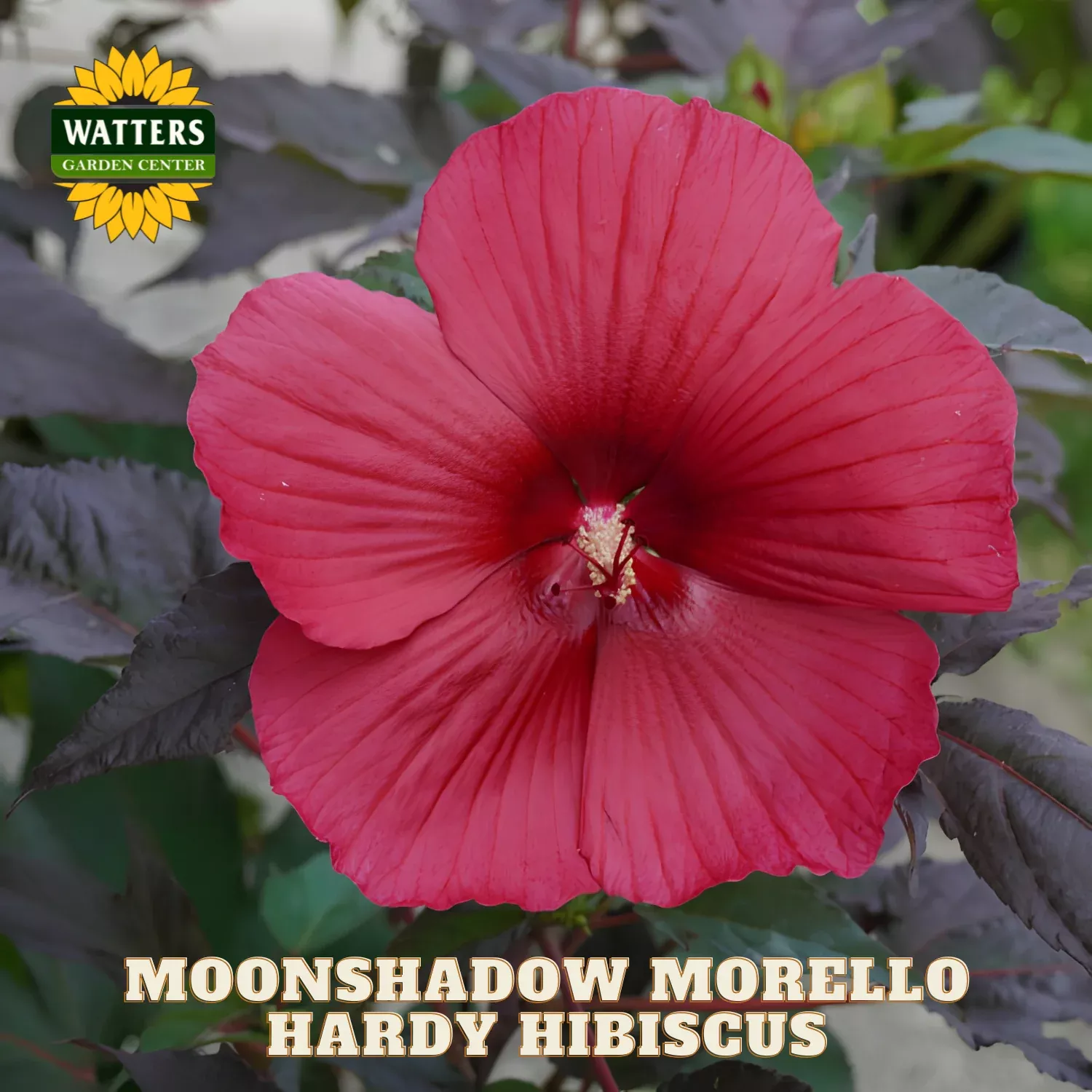 MOONSHADOW MORELLO HARDY HIBISCUS 2gal