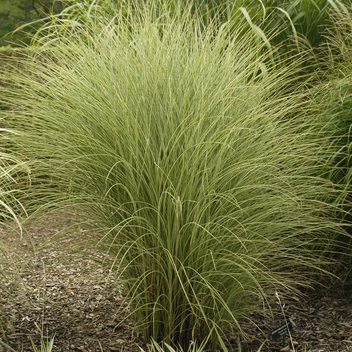 ‘Morning Light’ Maiden Grass (Miscanthus)