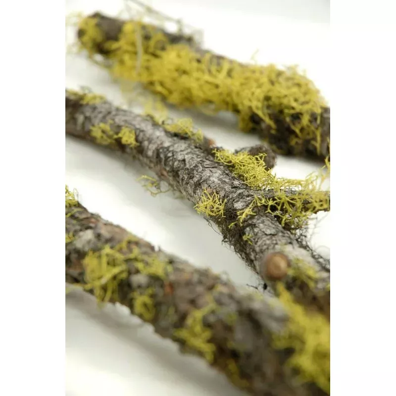 Moss Covered Branch