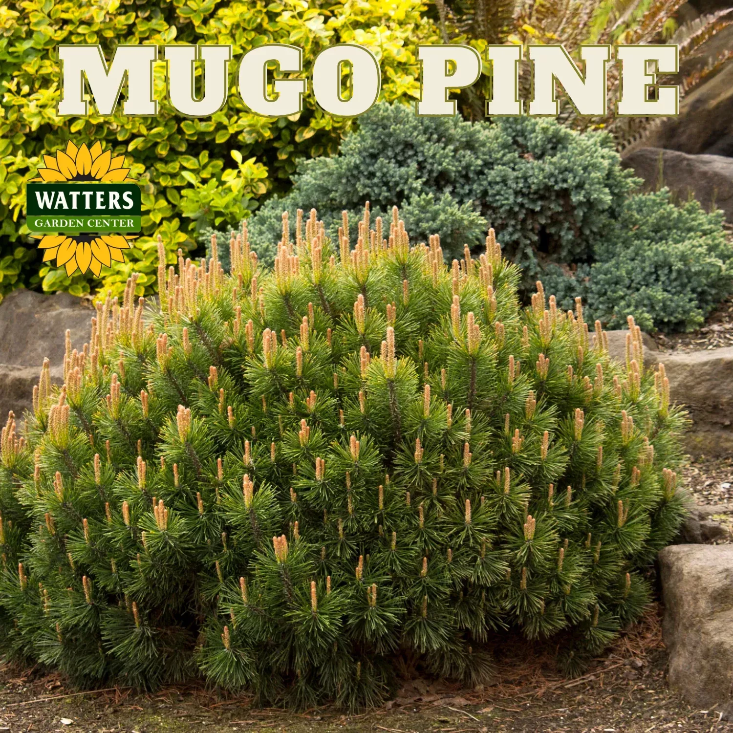 MUGO PINE 2gal