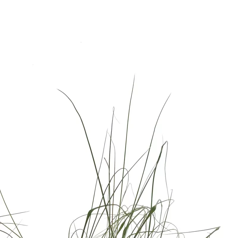 Muhly Grass, 7in