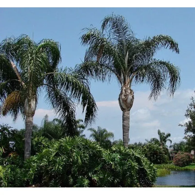 Mule Palm, Butiagrus Nabonnandii X