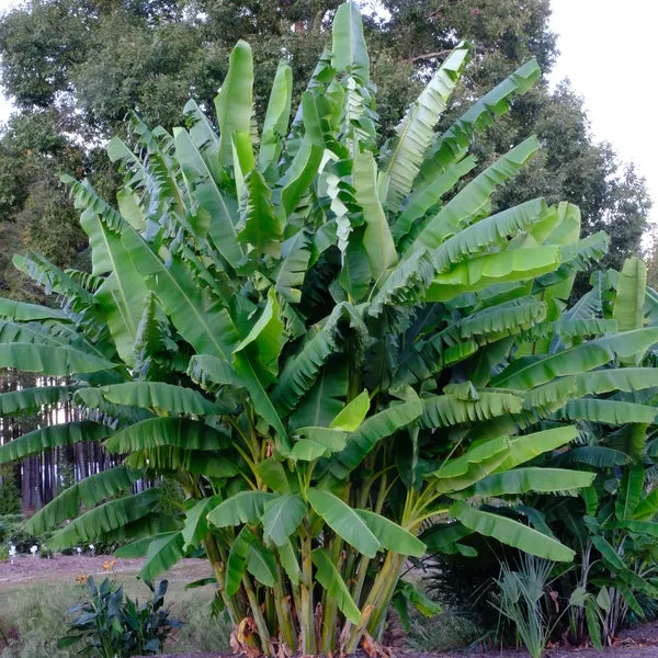 Musa balbisiana var. balbisiana