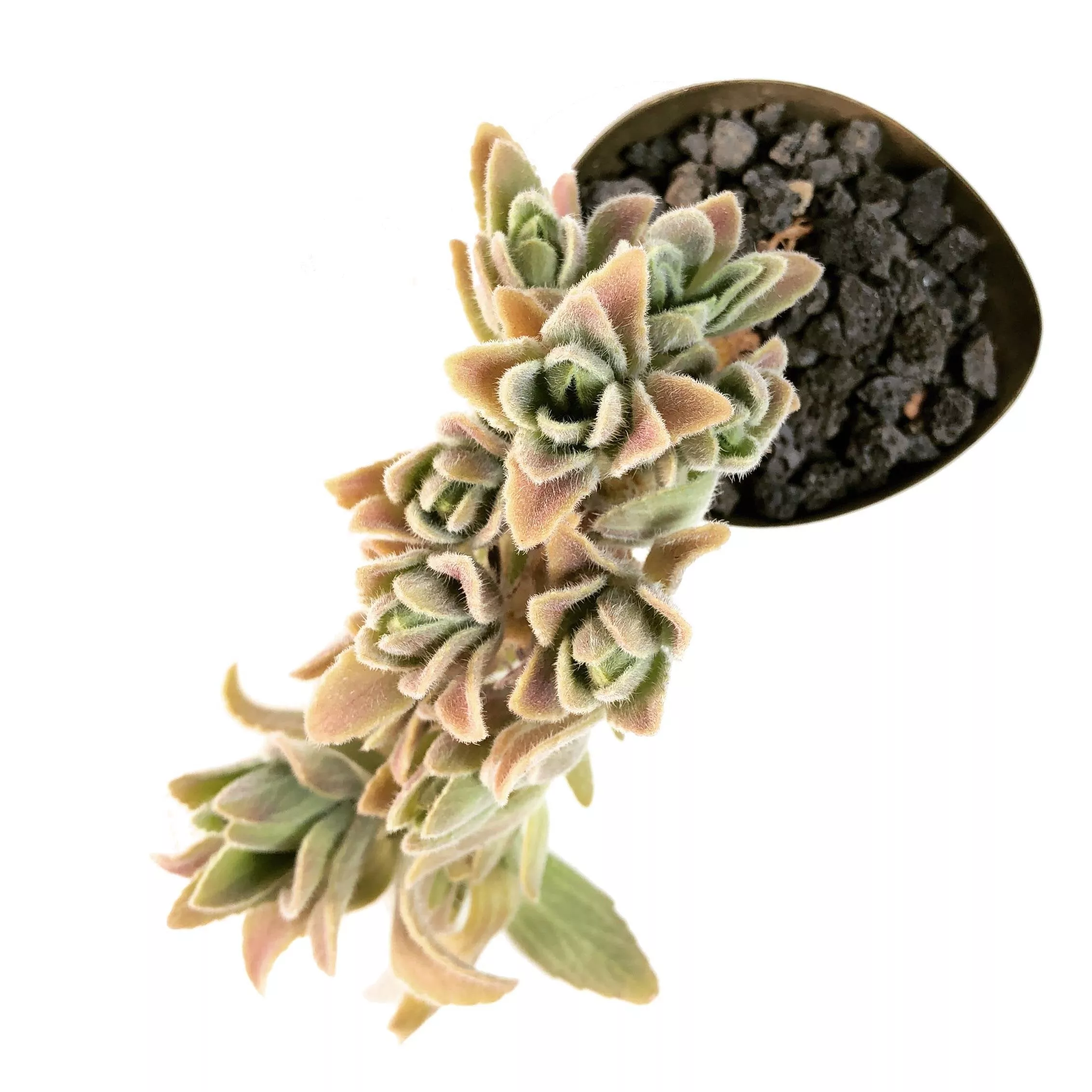 ‘My Way,’ Cluster