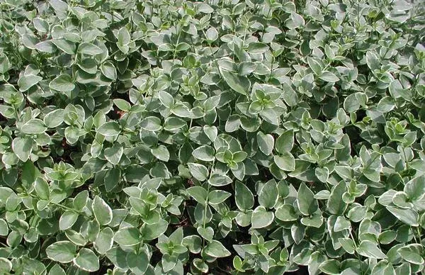 Myosotis Sylvatica ‘Mon Amie Blue’ Evergreen